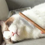 Catfish Cat Daddy Spinning Combo