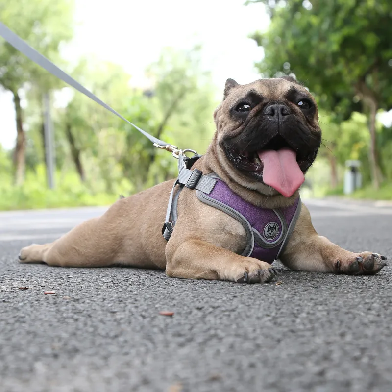 Kimpets Leashes-3
