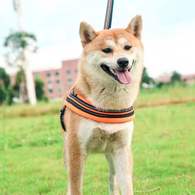 Kimpets Leashes-3