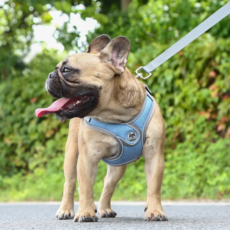 Kimpets Leashes-2