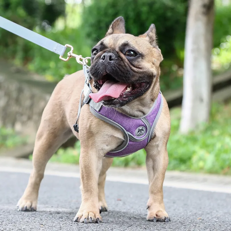 Kimpets Leashes-2
