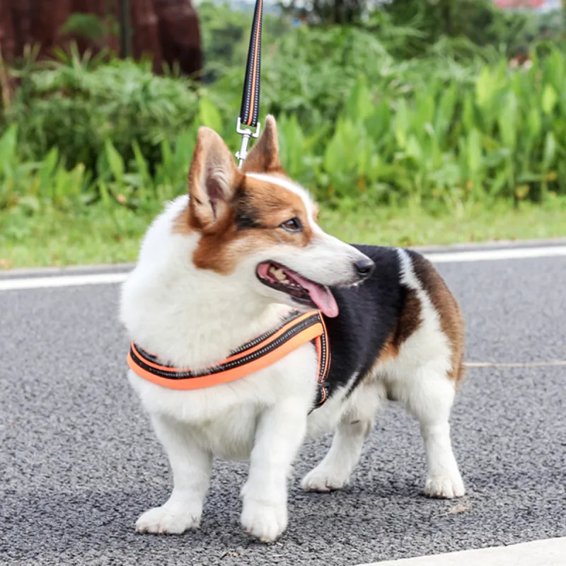 Kimpets Leashes-6