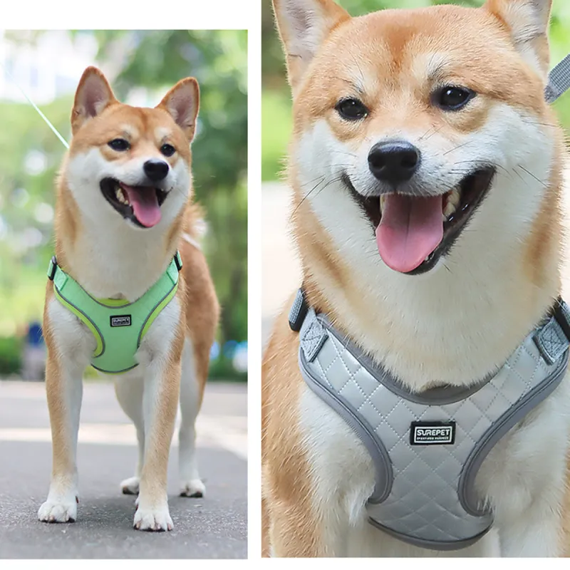 Kimpets Leashes-4