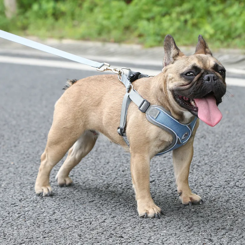Kimpets Leashes-3