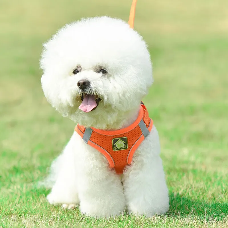 Gasco Leashes-1