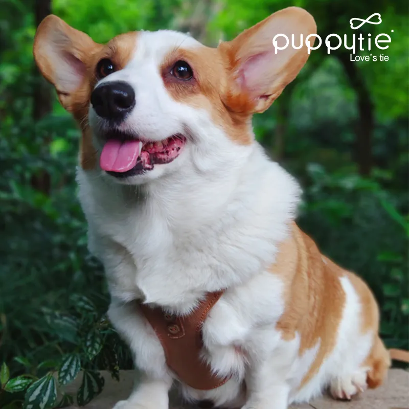 Puppytie Leashes-2