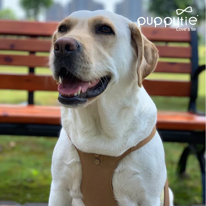 Puppytie Leashes-1