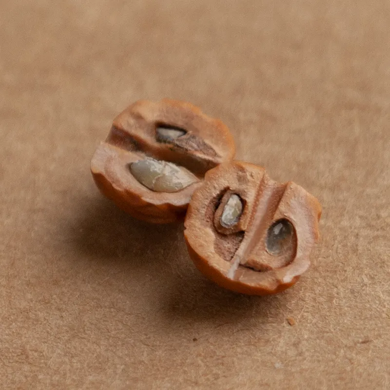 AQI Monkey Head Walnut Bracelets Unisex-5