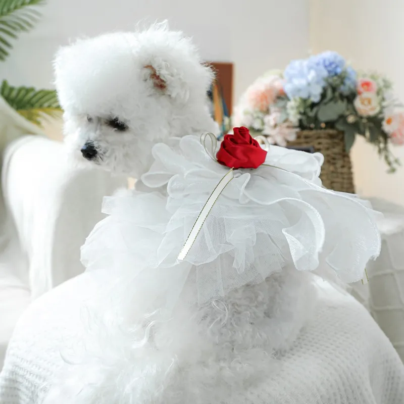 Petcircle Pet Clothing-2