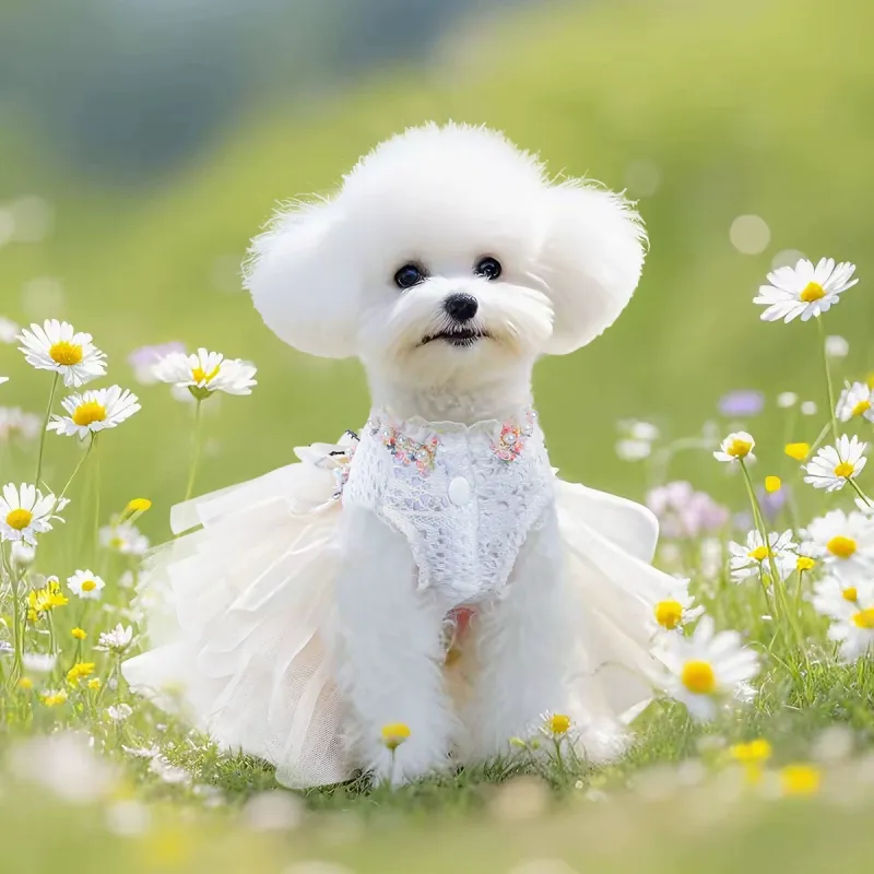 Petcircle Pet Clothing-2
