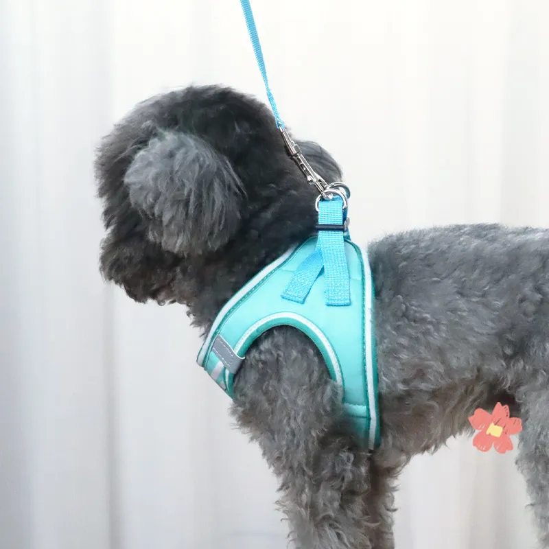 Bebeleeuwe Leashes-2