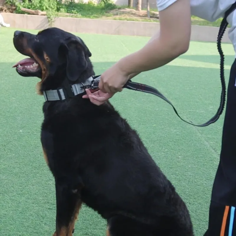 REnextop Dog / Cat Collars-2