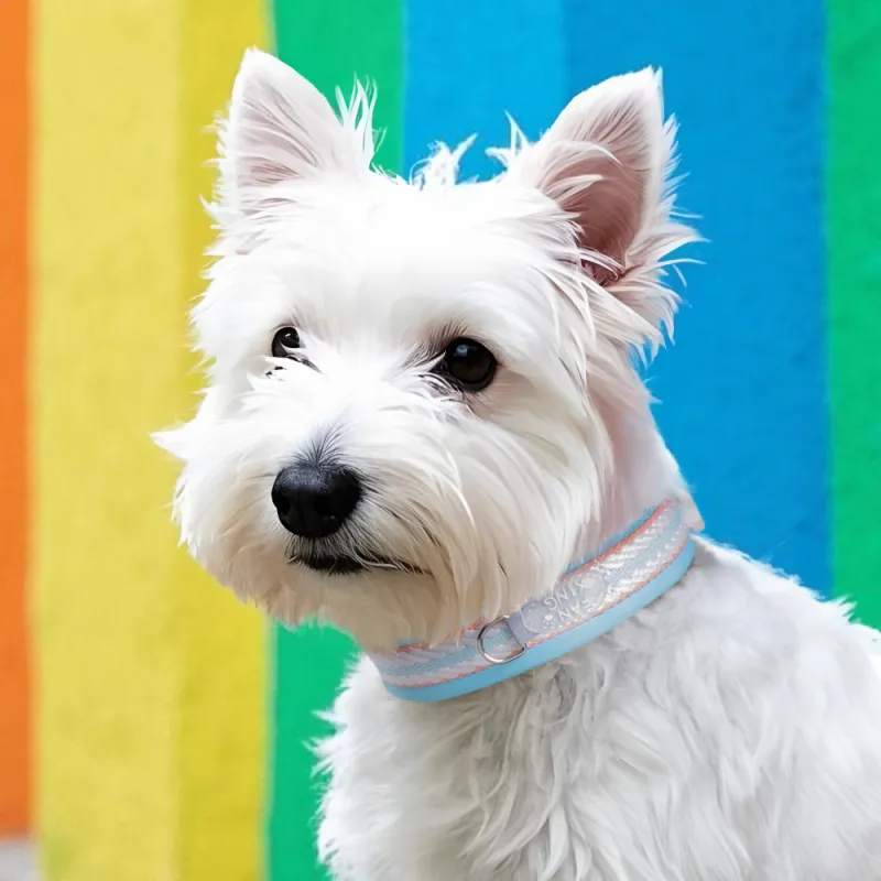 REnextop Dog / Cat Collars-1