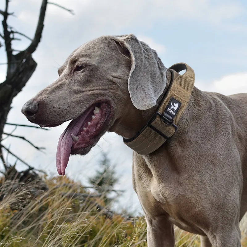 REnextop Dog / Cat Collars-5