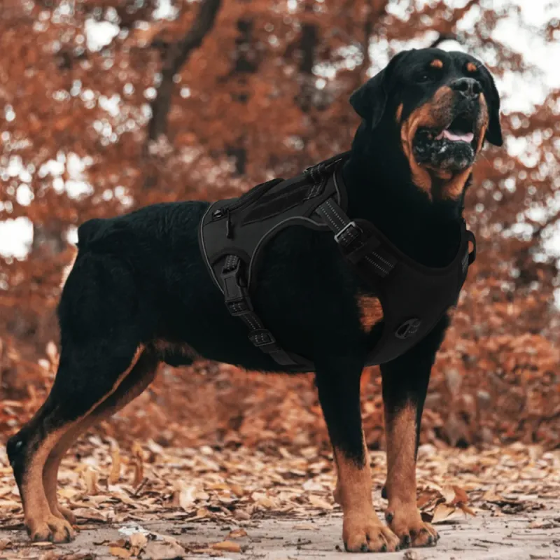 REnextop Leashes-1