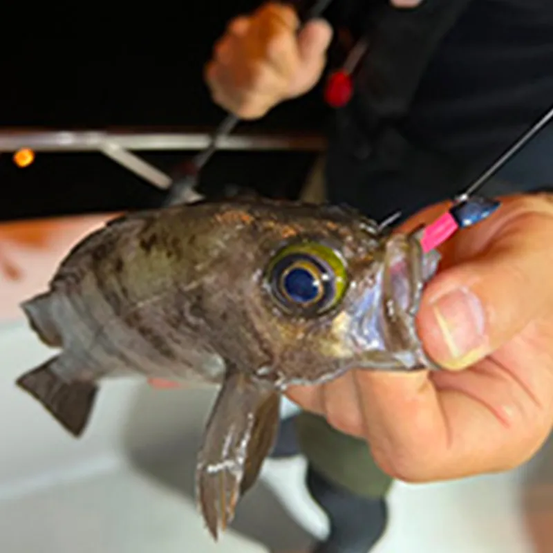 DAIWA Fish Hook Ocean Beach Fishing Ocean Boat Fishing Ocean Rock Fishing Barbed Hook 0.8g-2